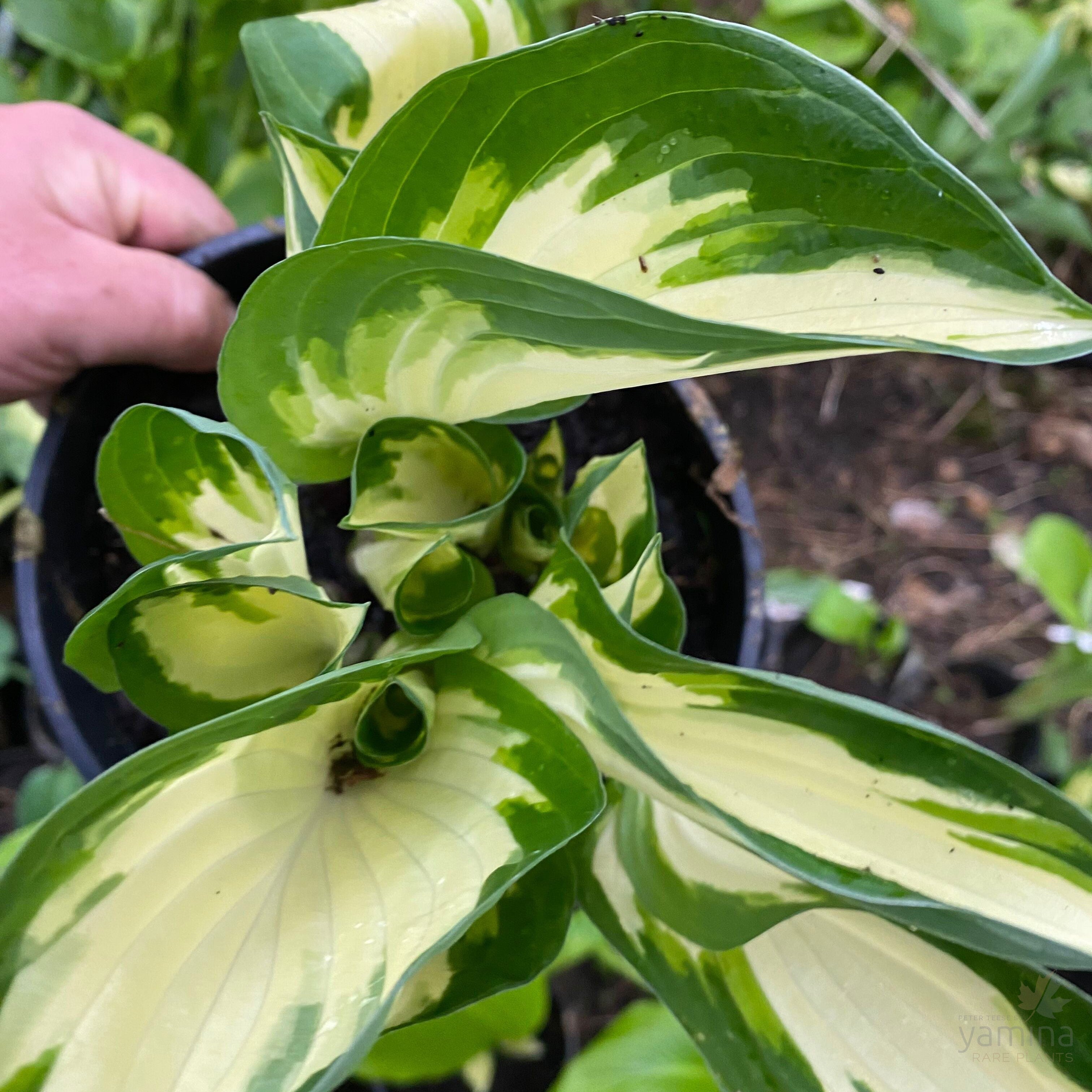 Hosta hybrid Fire and Ice 2