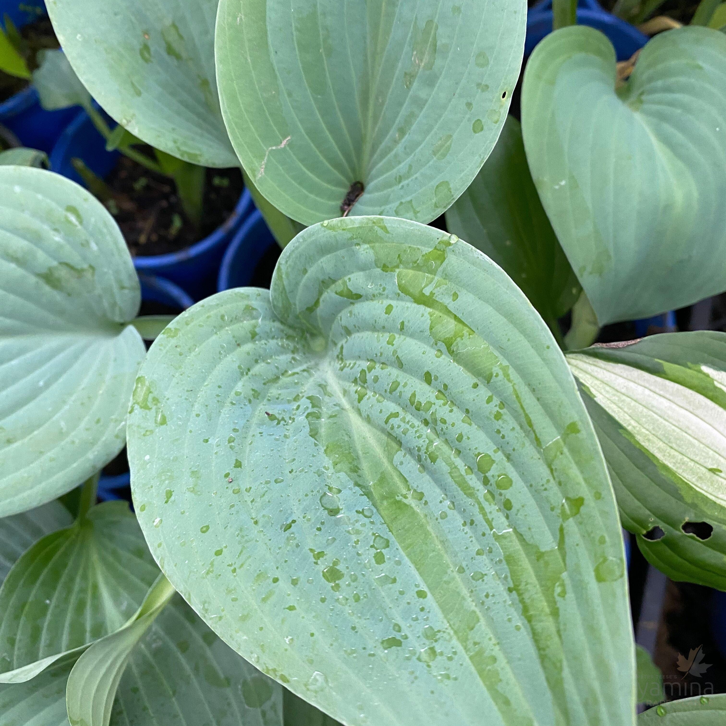 Hosta hybrid Halcyon 2