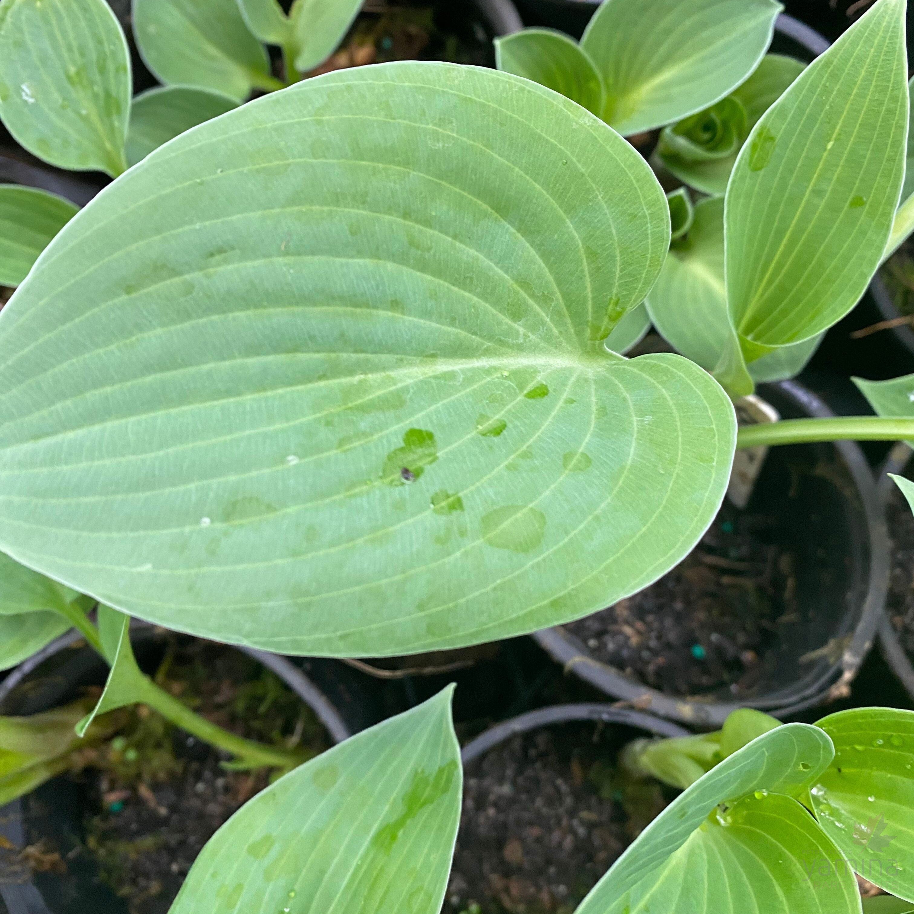Hosta hybrida Blue Cadet 1