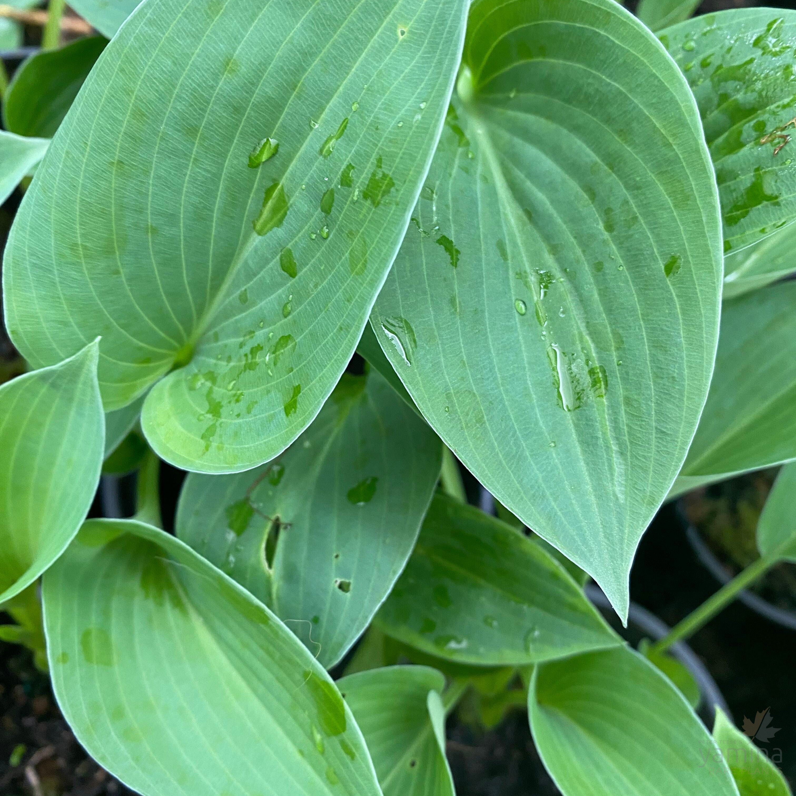 Hosta hybrida Blue Cadet 2
