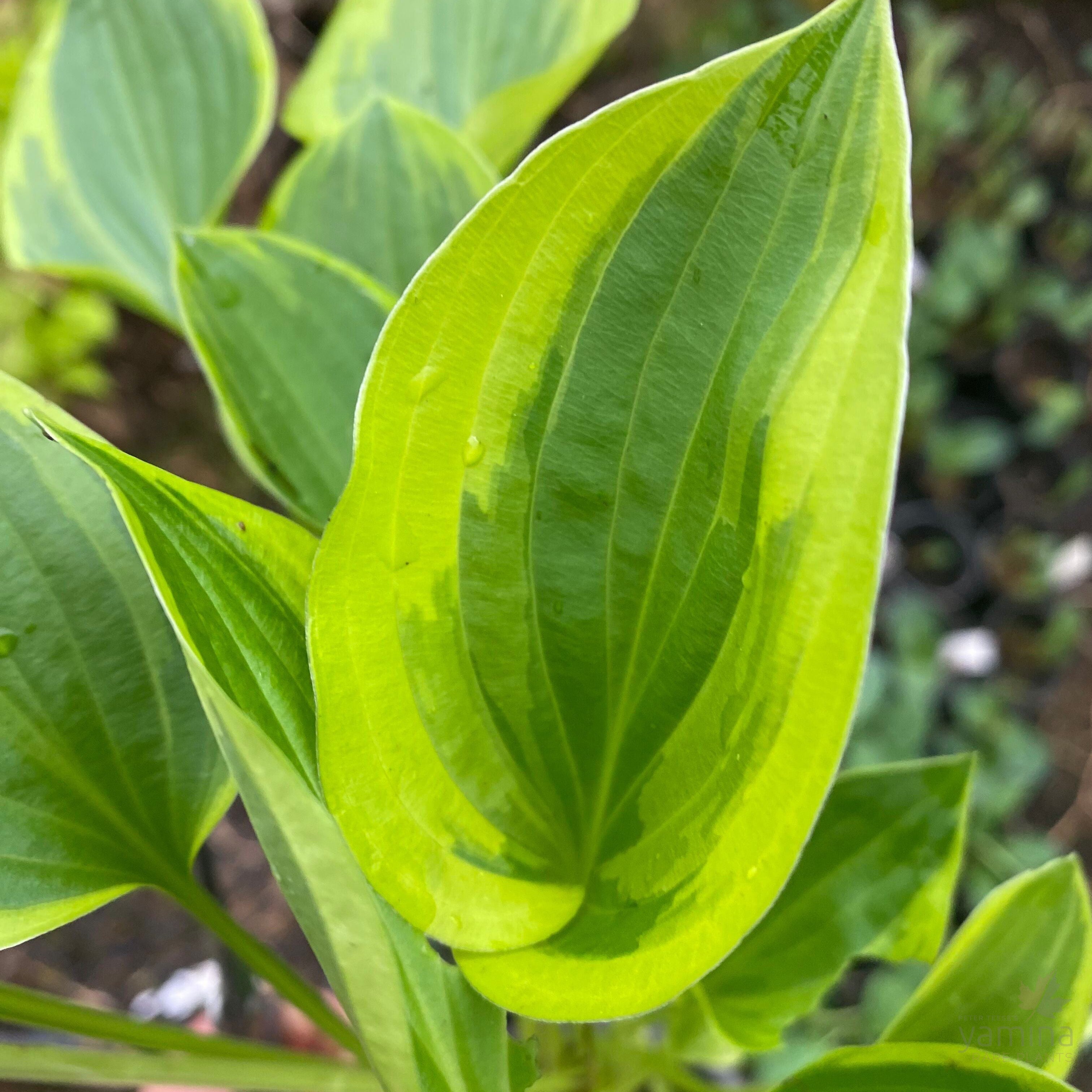 Hosta hybrida Emerald Tiara 1