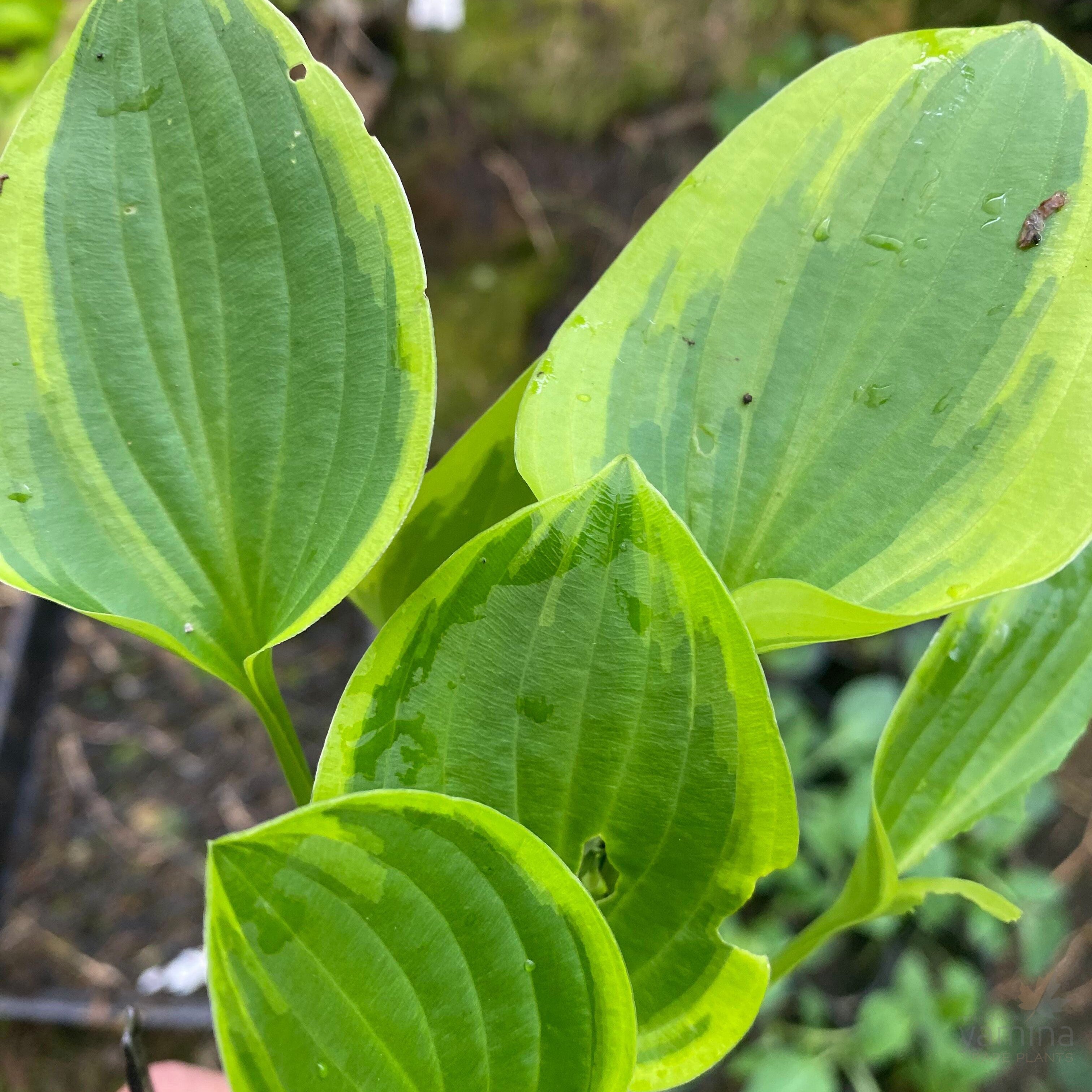 Hosta hybrida Emerald Tiara 2