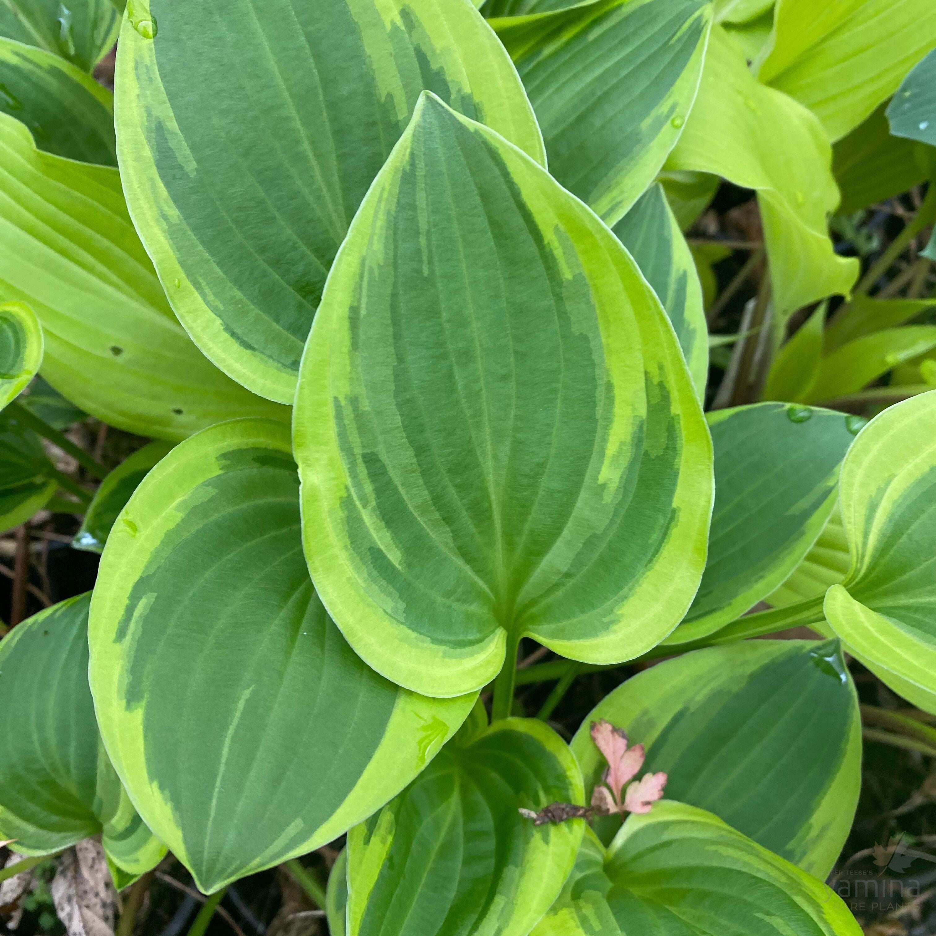 Hosta hybrida Emerald Tiara 3