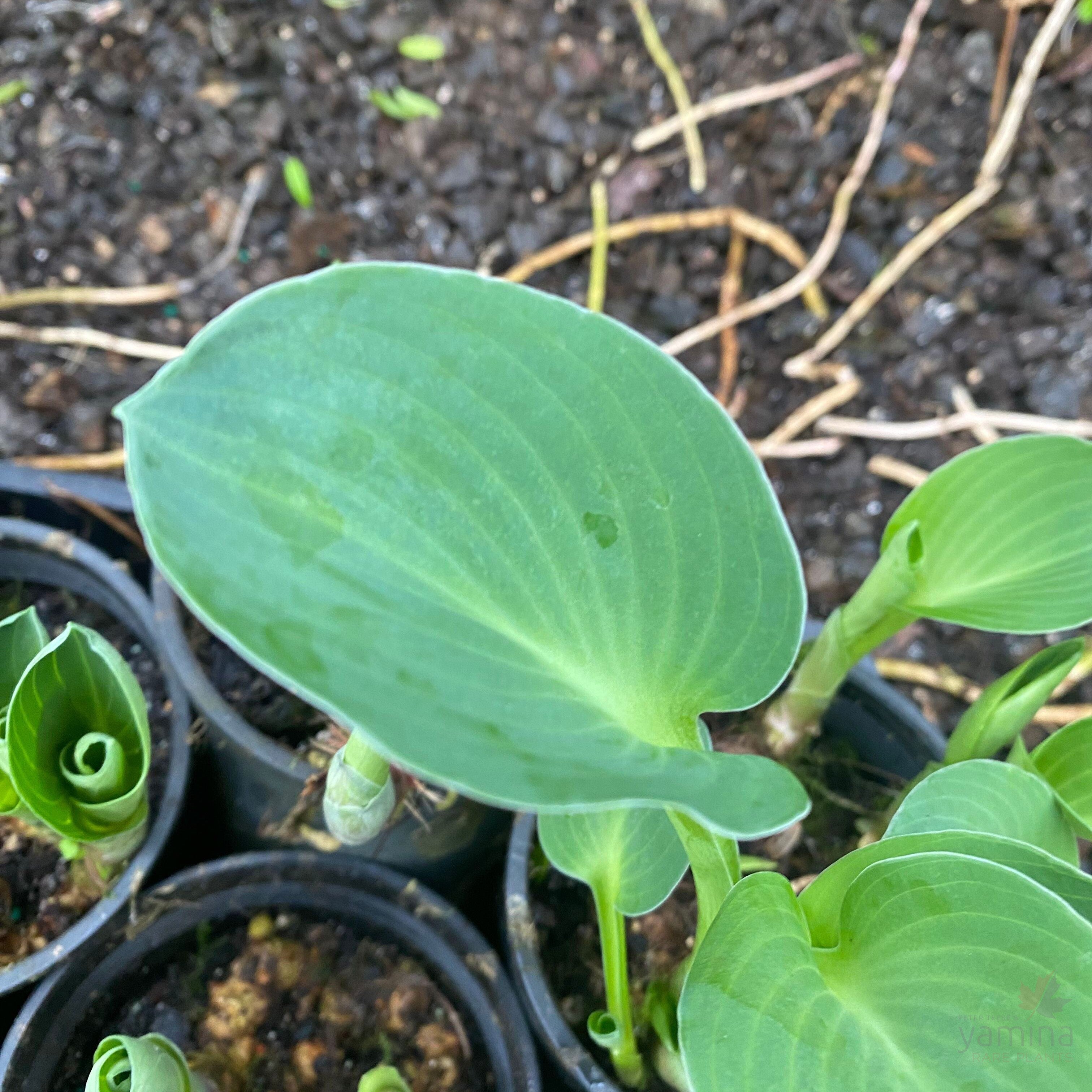 Hosta hybrida Mouse Ears 1