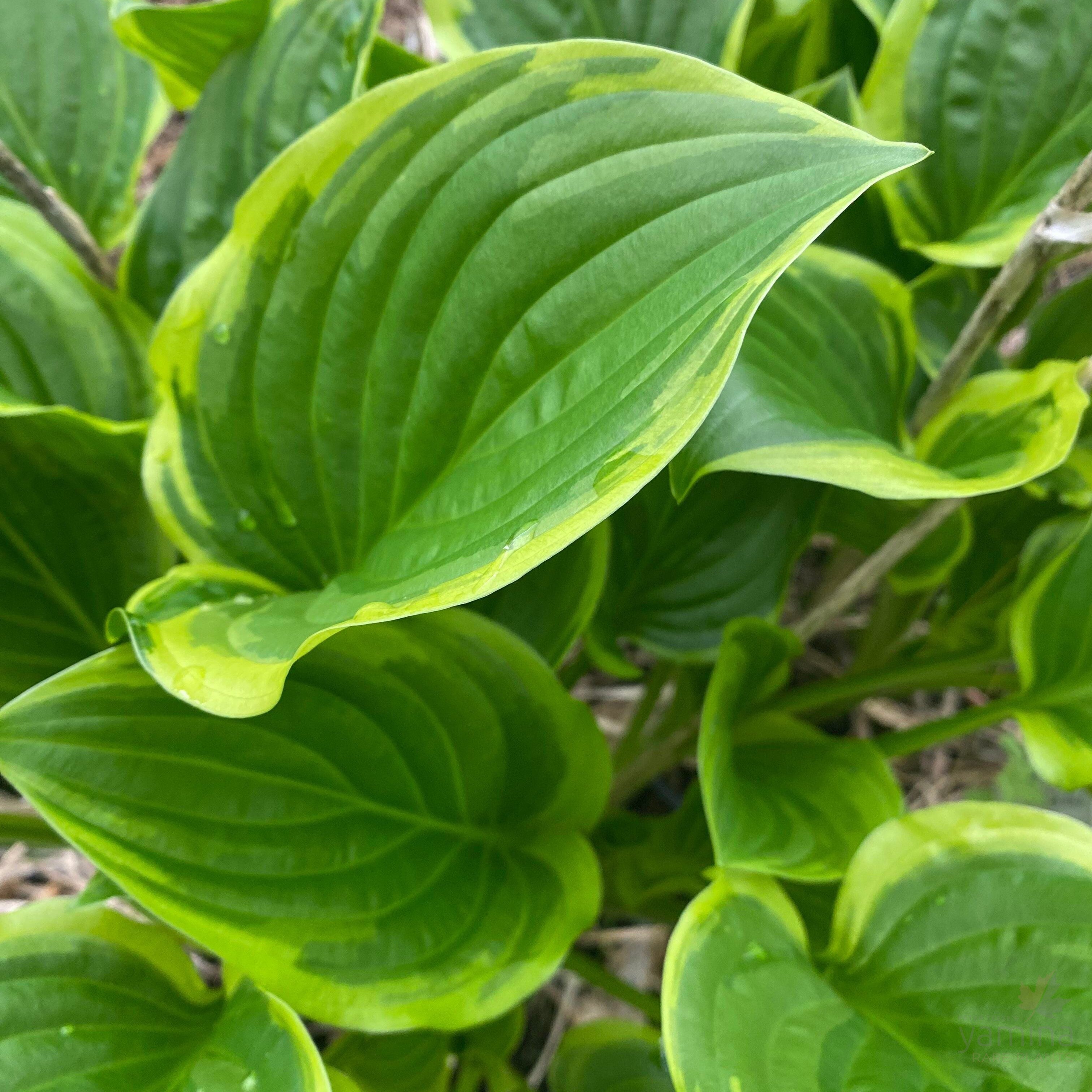 Hosta hybrida So Sweet 2