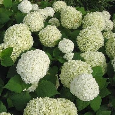 Hydrangea arborescens Annabelle 1