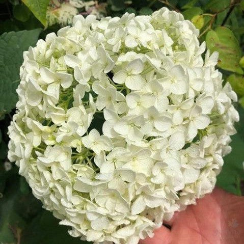 Hydrangea arborescens Annabelle 2
