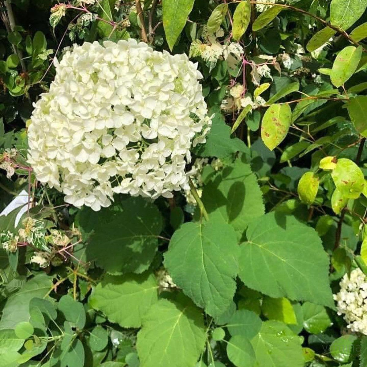 Hydrangea arborescens Annabelle 3