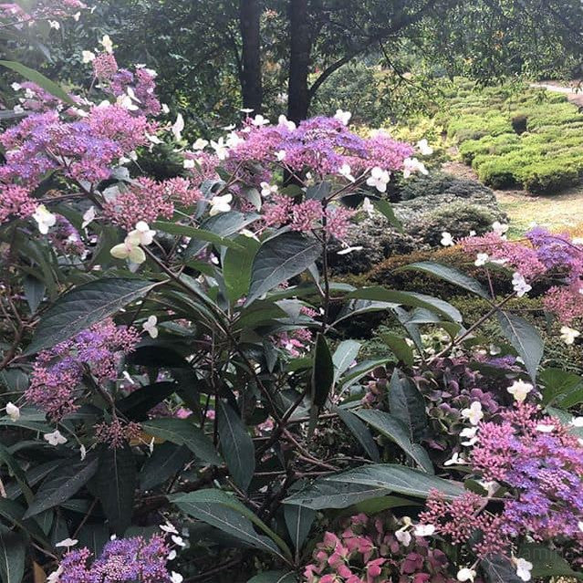Hydrangea aspera Strigosa 1