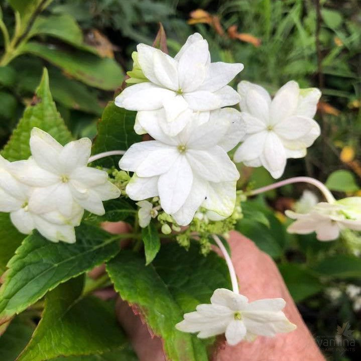 Hydrangea macrophylla Hanabi 2