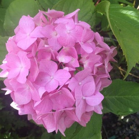 Hydrangea macrophylla Nigra 1