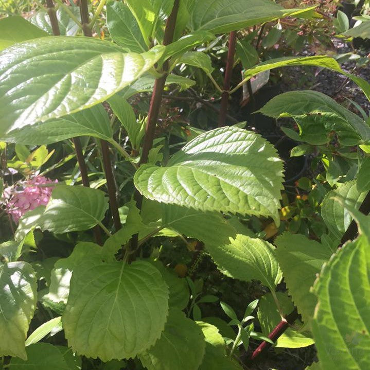 Hydrangea macrophylla Nigra 2