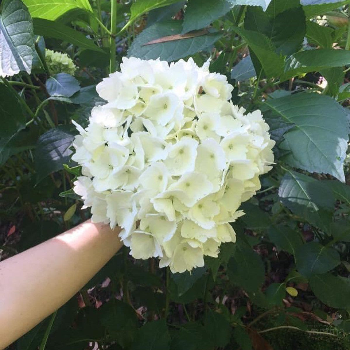 Hydrangea macrophylla Pirianda Snow 2