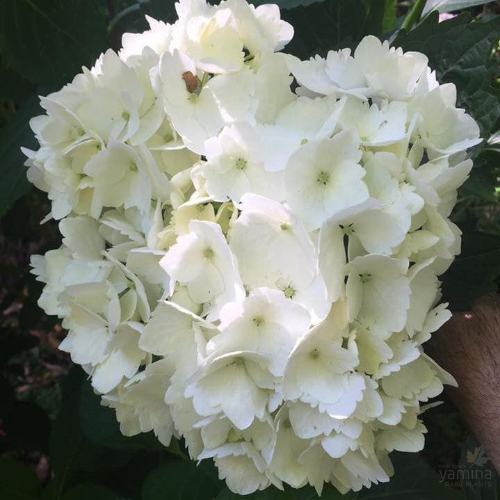 Hydrangea macrophylla Pirianda Snow 3