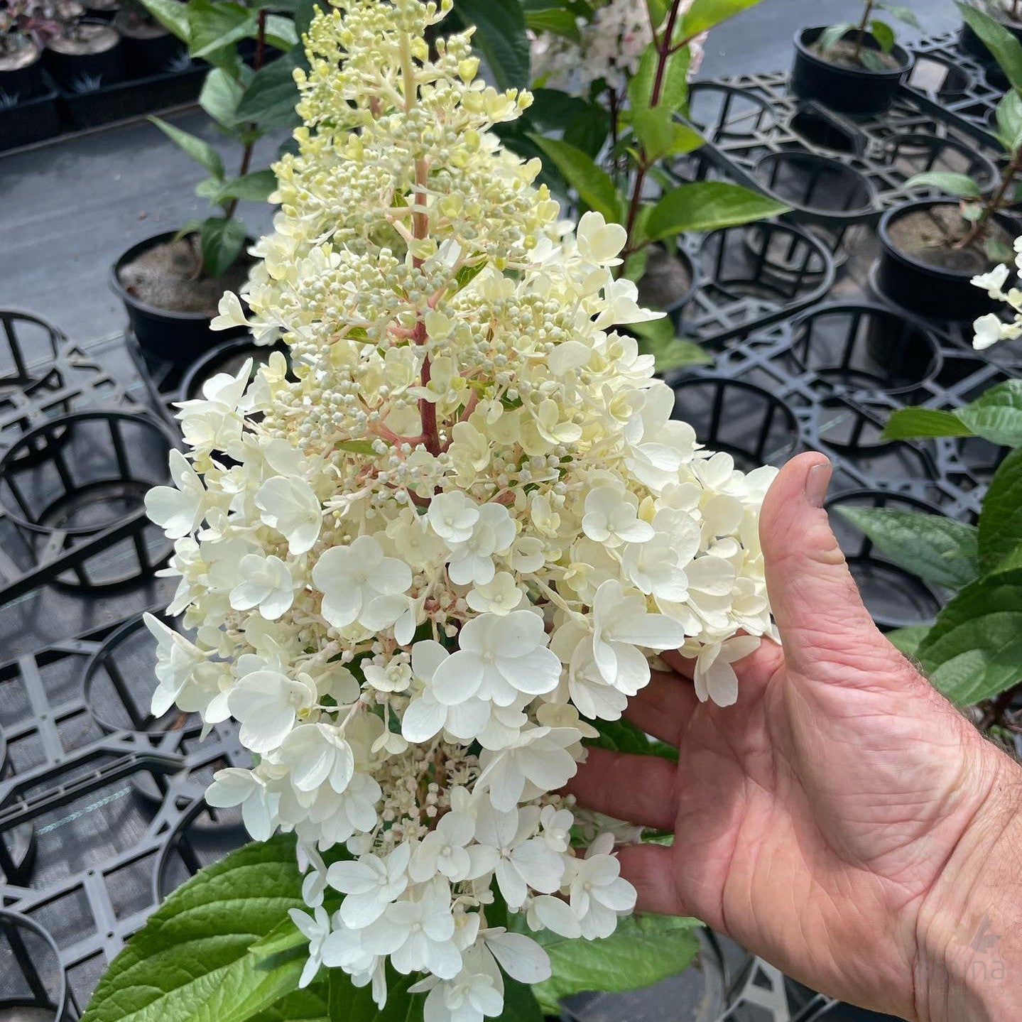 Hydrangea paniculata Candlelight
