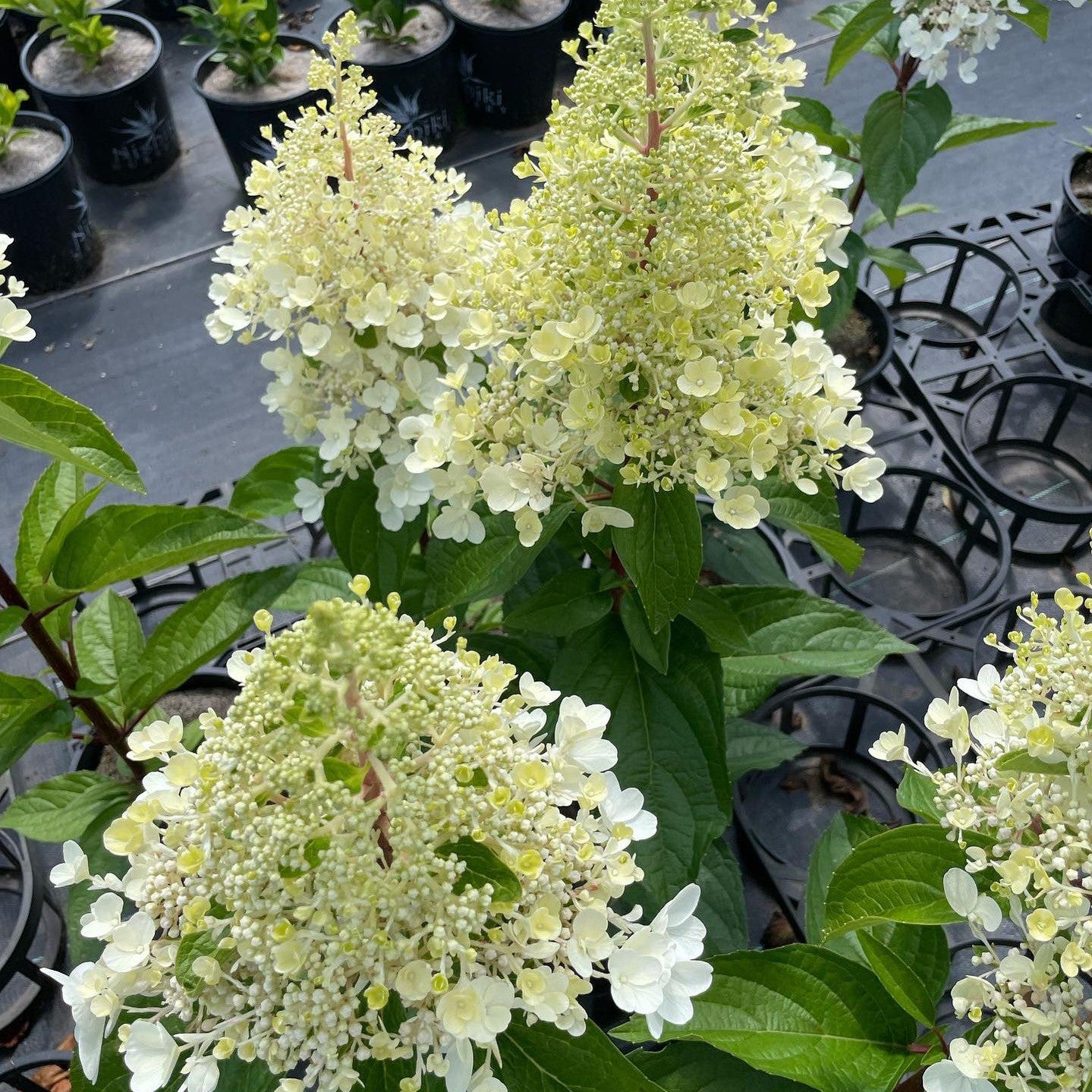 Hydrangea paniculata Candlelight 4