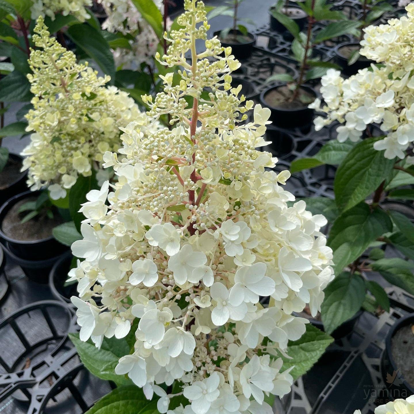 Hydrangea paniculata Candlelight 5