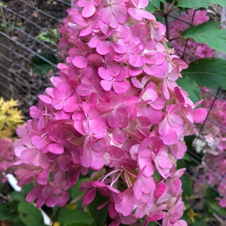 Hydrangea paniculata Diamond Rouge 1