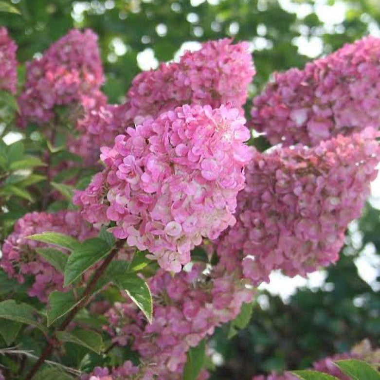 Hydrangea paniculata Sundae Fraise 2