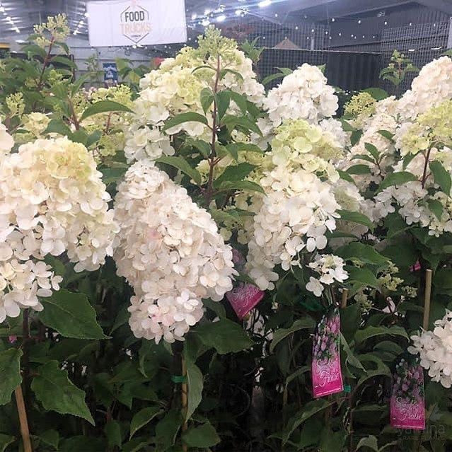 Hydrangea paniculata Sundae Fraise 3