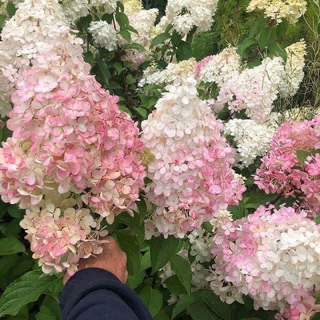 Hydrangea paniculata Sundae Fraise 4