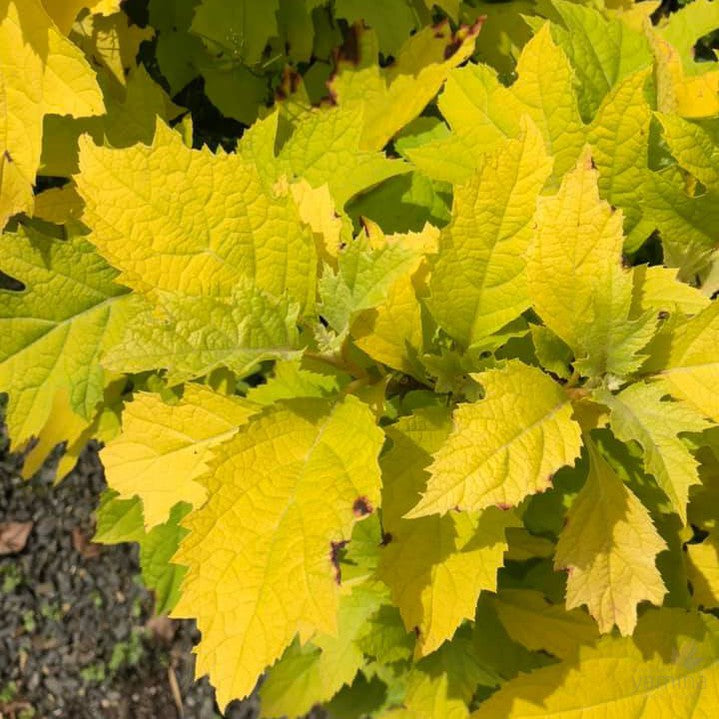 Hydrangea quercifolia Little Honey 1