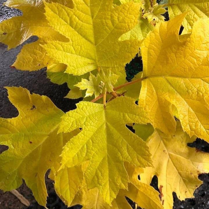 Hydrangea quercifolia Little Honey 2