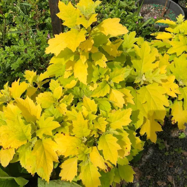 Hydrangea quercifolia Little Honey 3