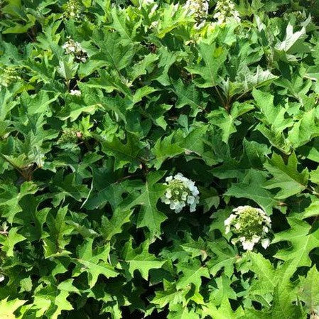 Hydrangea quercifolia Munchkin 2