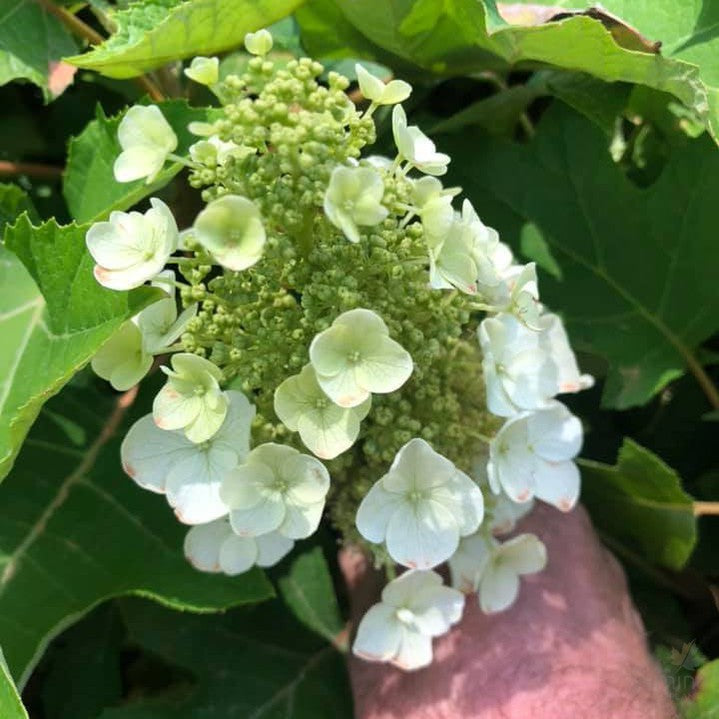 Hydrangea quercifolia Munchkin 3