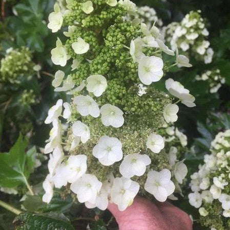 Hydrangea quercifolia Munchkin 4