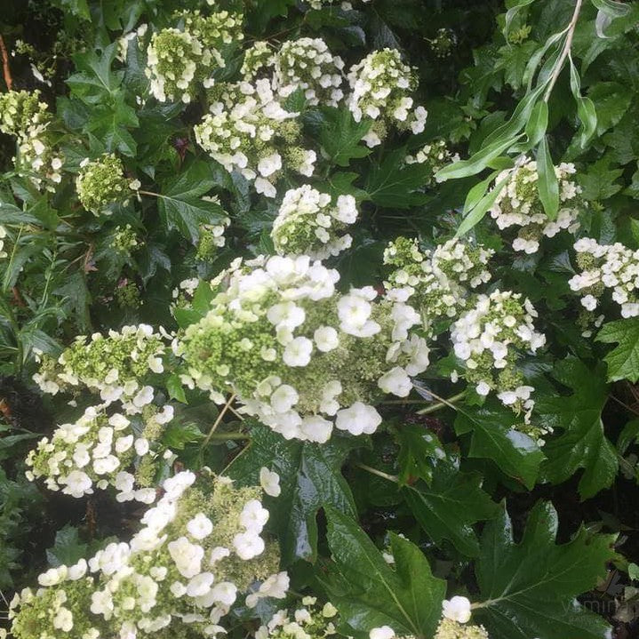 Hydrangea quercifolia Munchkin 5