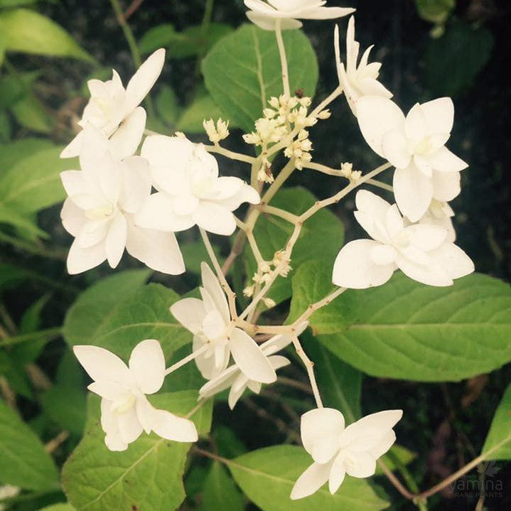 Hydrangea serrata Shirotae 1