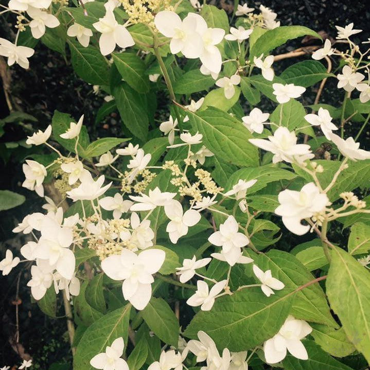 Hydrangea serrata Shirotae 2