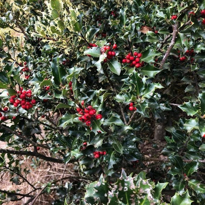 Ilex x meserveae Blue Angel 1