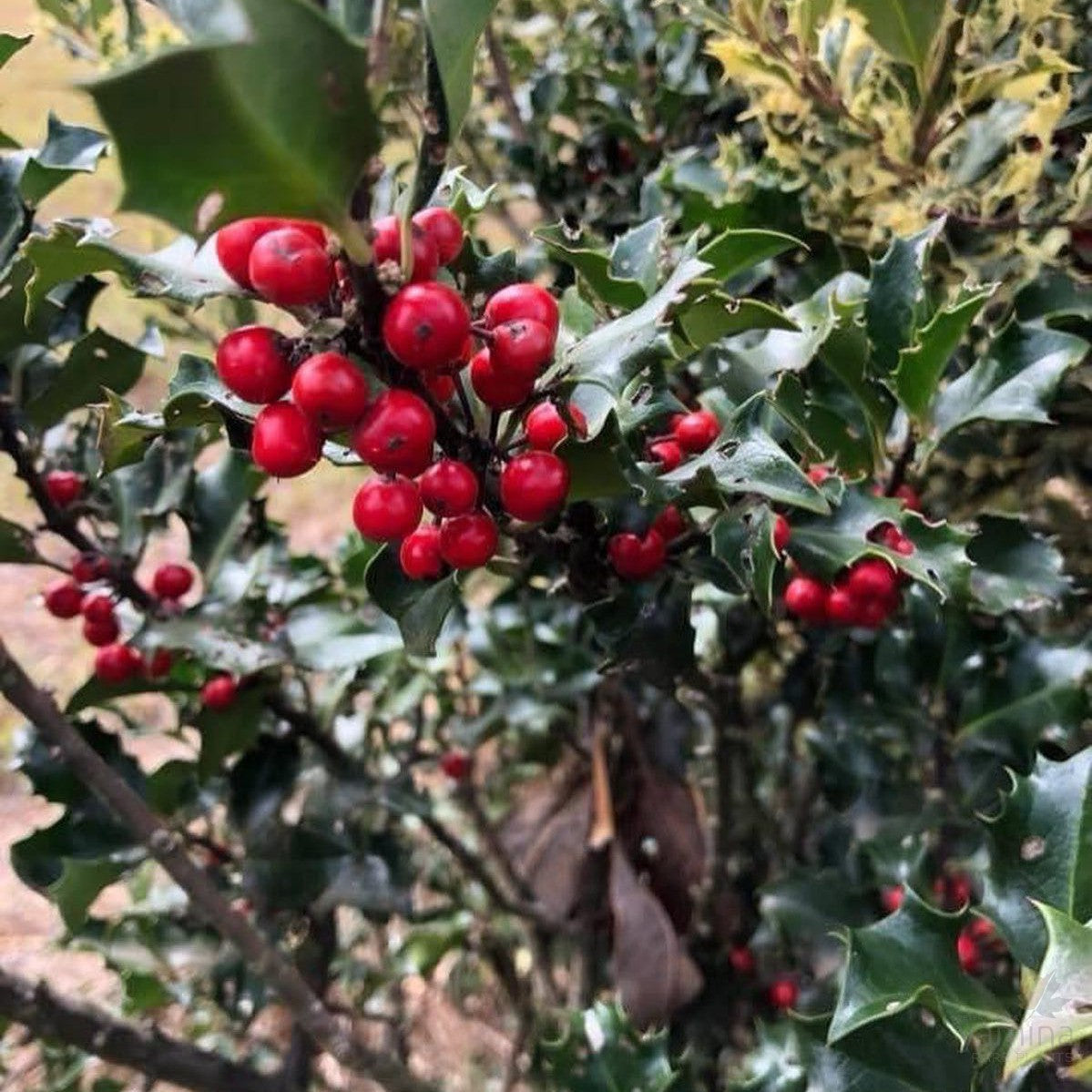 Ilex x meserveae Blue Prince 1