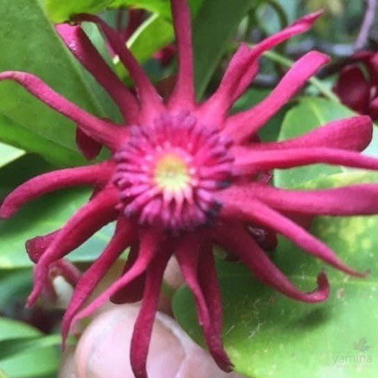 Illicium floridanum 1