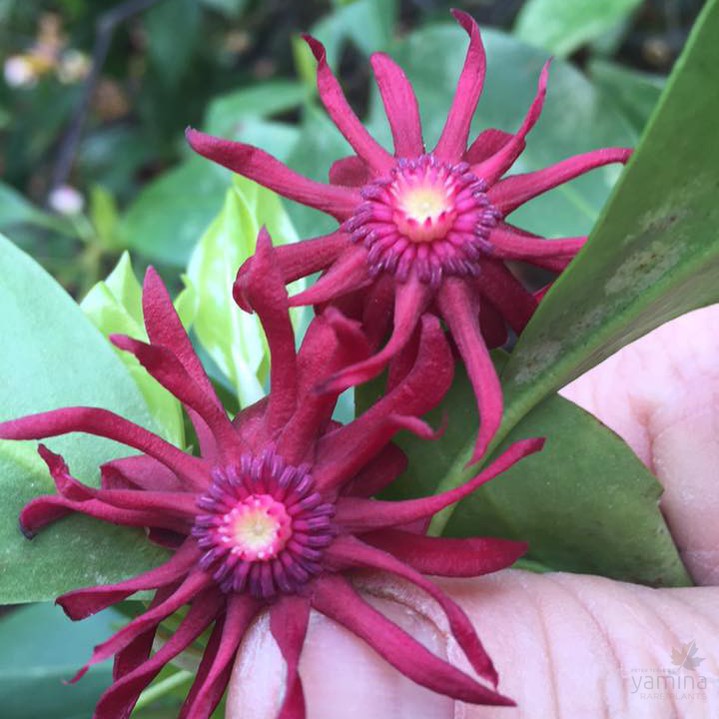Illicium floridanum 3