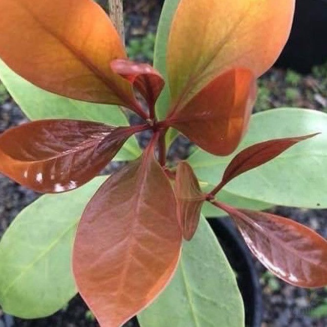 Illicium verum Chinese Viernamese Star Anise 3