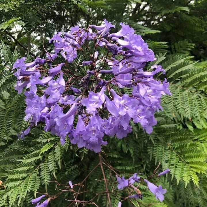 blue jacaranda bonsai tree Jacaranda Bonsai Blue