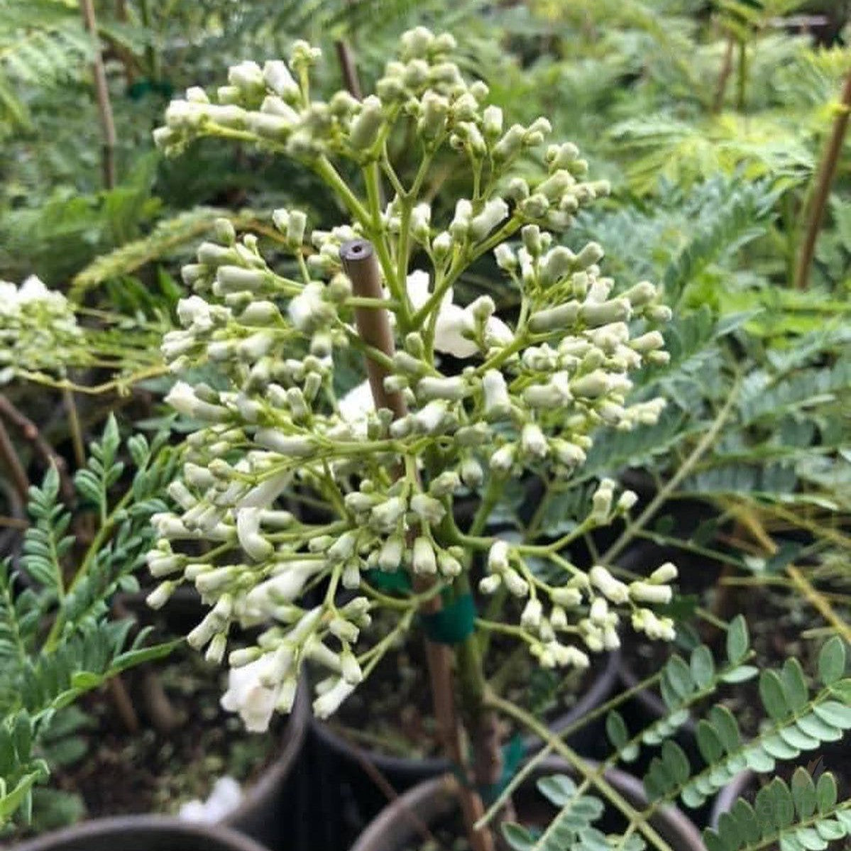 Jacaranda mimosaefolia White Christmas 2