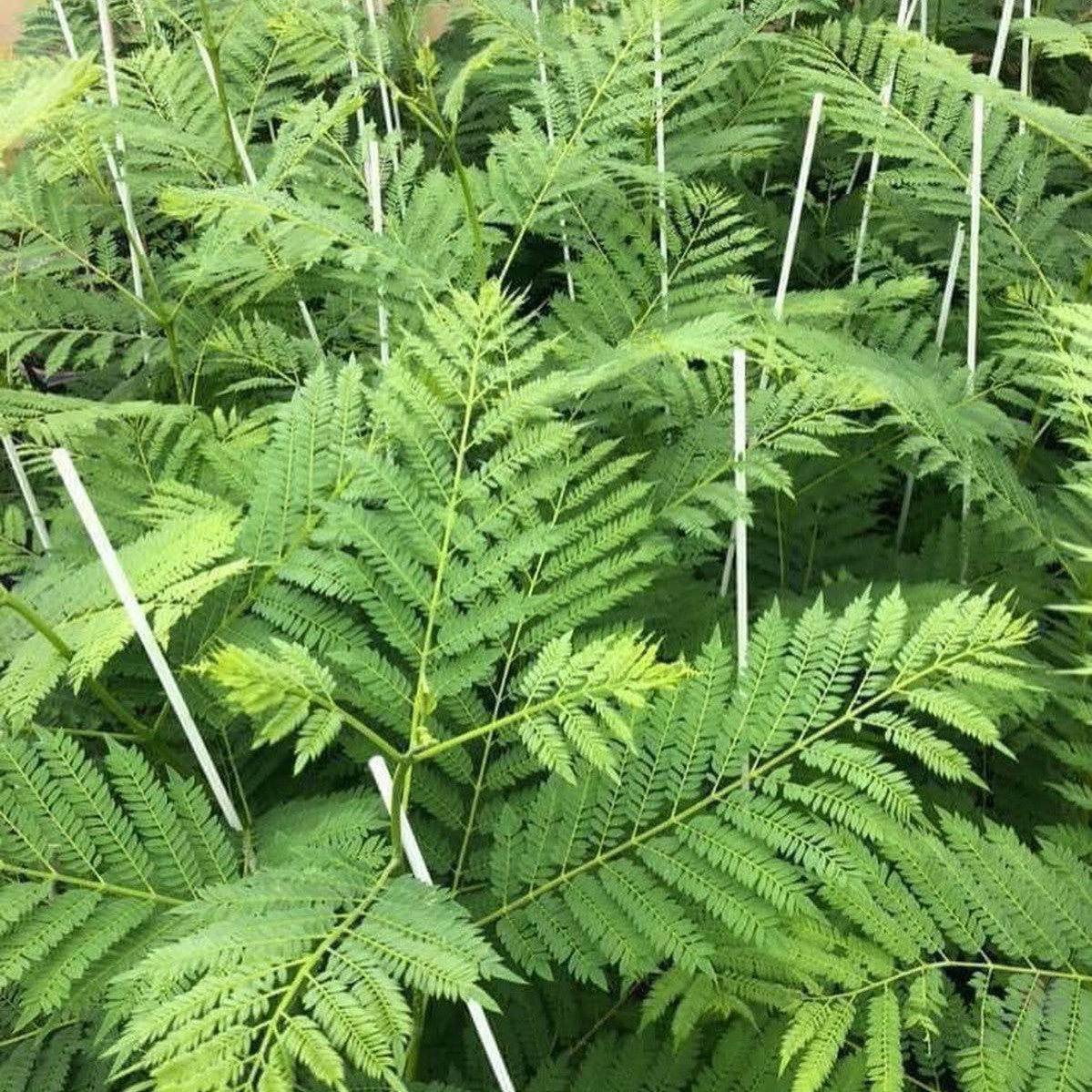 Jacaranda mimosaefolia White Christmas 3