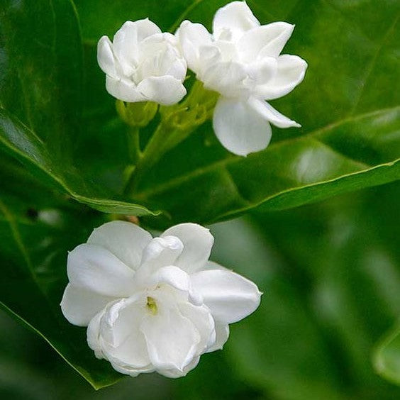 Jasmine sambac 1