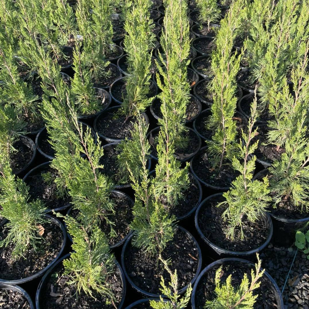 Juniperus chinensis Spartan 1