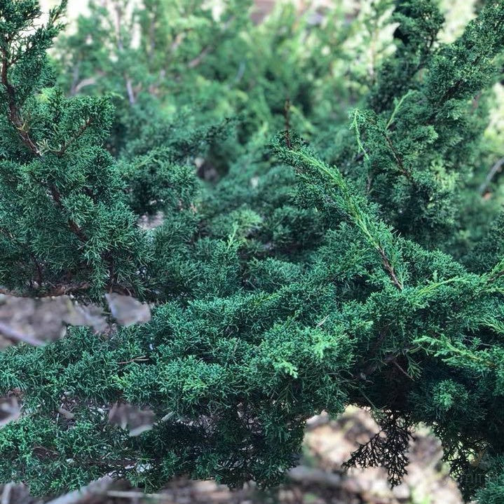 Juniperus chinensis (x media) sargentii Shimpaku 1