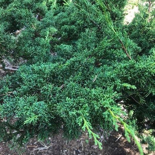 Juniperus chinensis (x media) sargentii Shimpaku 2