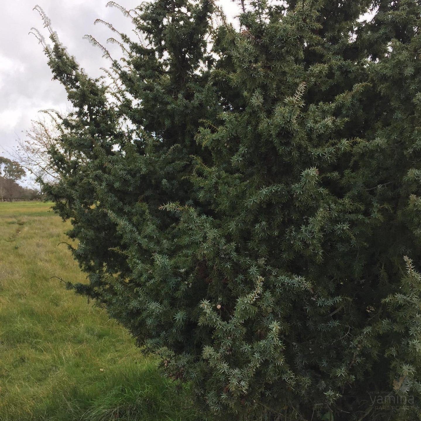 Juniperus communis (female) 4