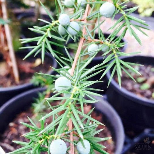 Juniperus communis (female) 5