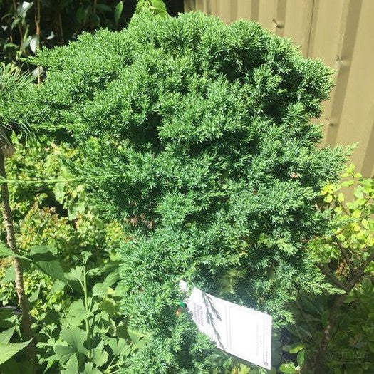 Juniperus pingii Squamata Prostrata 4