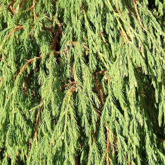 Juniperus recurva var coxii 1